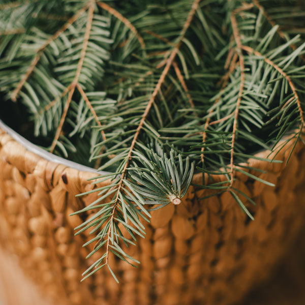 Pine Branches in a woven basket