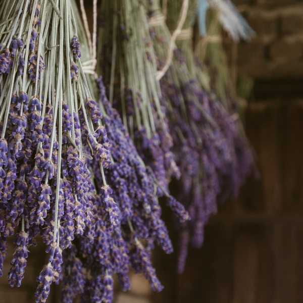 Lavender
