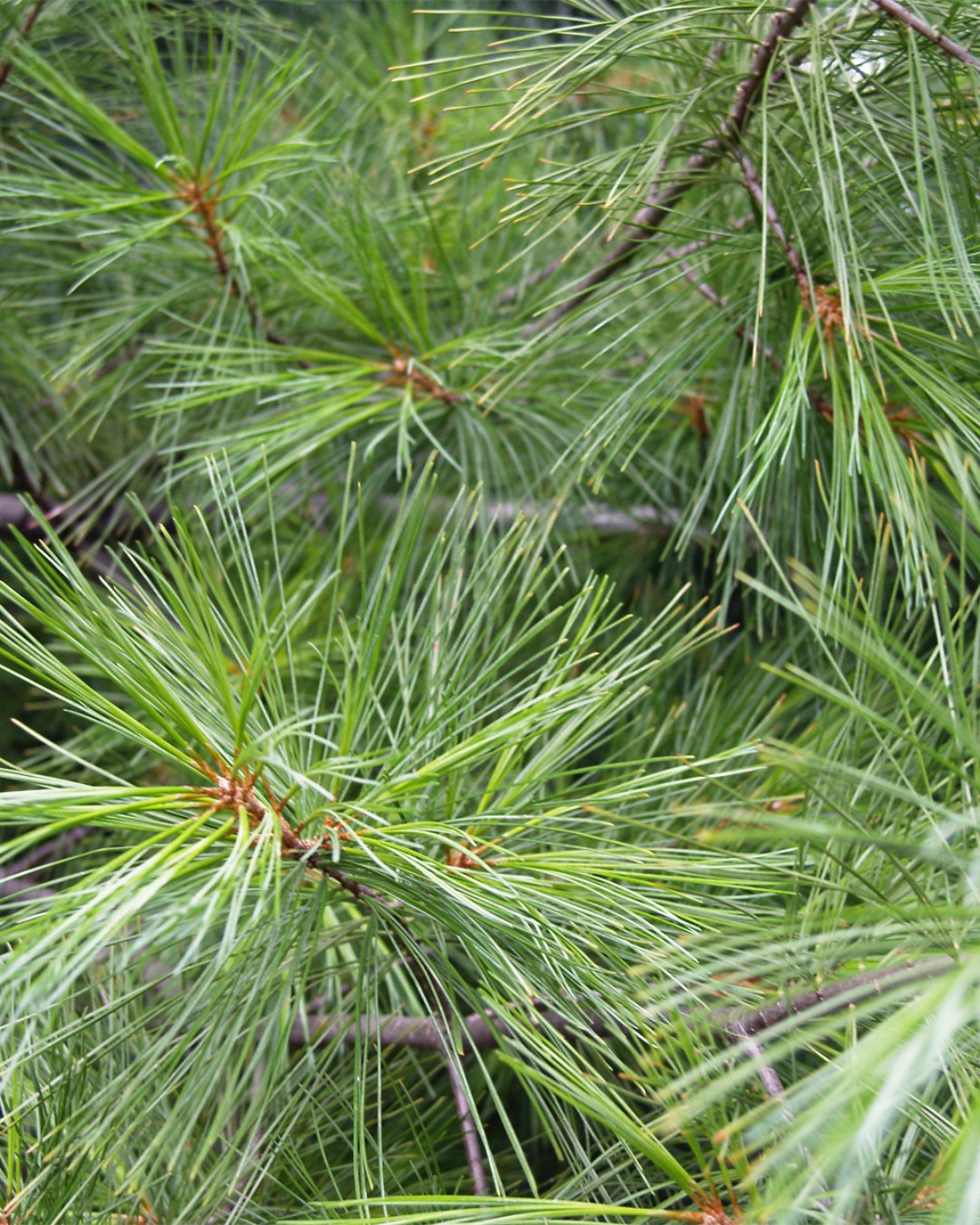 Pine