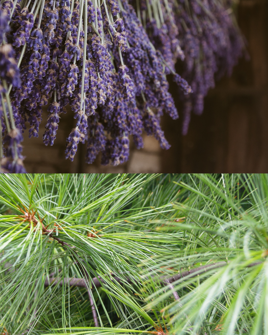 Lavender Pine Combos